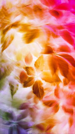 rainbow, colorful leaves Wallpaper 750x1334