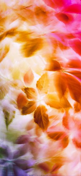 rainbow, colorful leaves Wallpaper 1080x2340