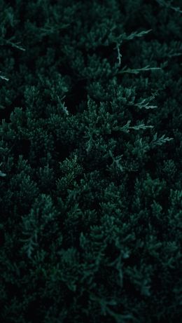 green, coniferous leaves Wallpaper 640x1136