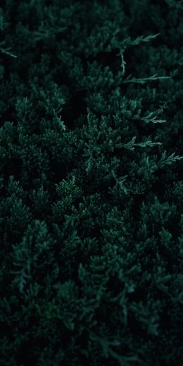 green, coniferous leaves Wallpaper 720x1440