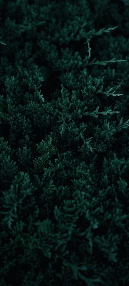 green, coniferous leaves Wallpaper 720x1600