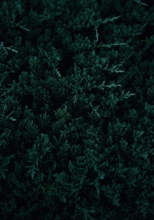 green, coniferous leaves Wallpaper 1668x2388