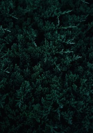 green, coniferous leaves Wallpaper 1640x2360