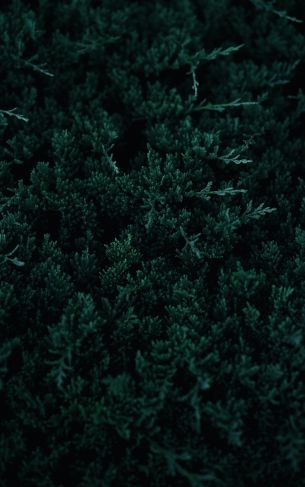 green, coniferous leaves Wallpaper 1752x2800