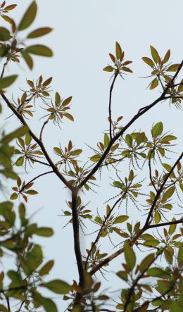branches with leaves Wallpaper 600x1024