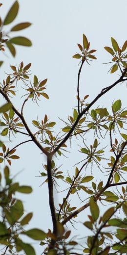 branches with leaves Wallpaper 720x1440