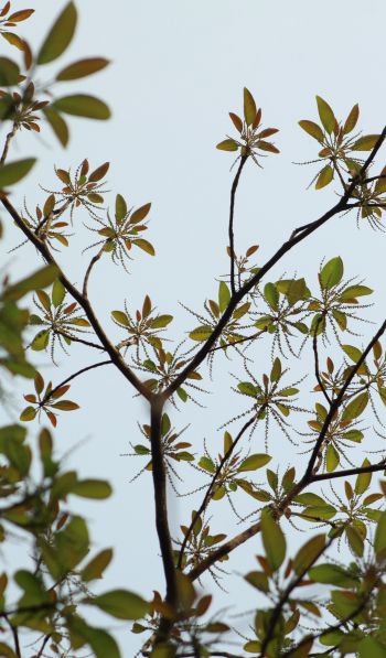 branches with leaves Wallpaper 600x1024