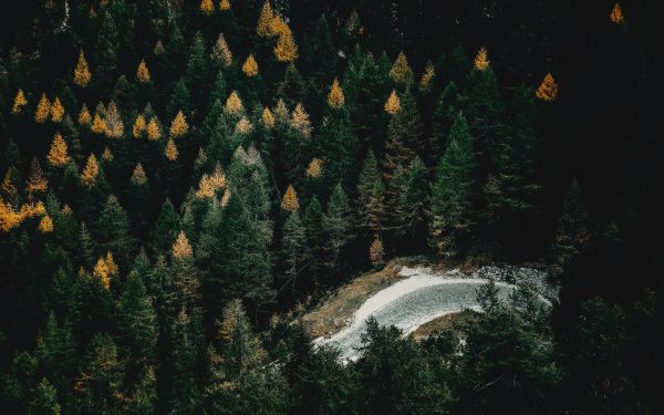 Обои 2560x1600 зеленый лес река вода