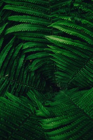 fern, green Wallpaper 640x960