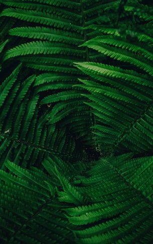 fern, green Wallpaper 1752x2800