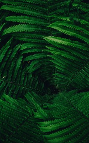 fern, green Wallpaper 1200x1920