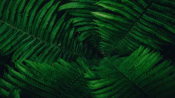 fern, green Wallpaper 1600x900