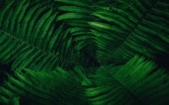 fern, green Wallpaper 2560x1600