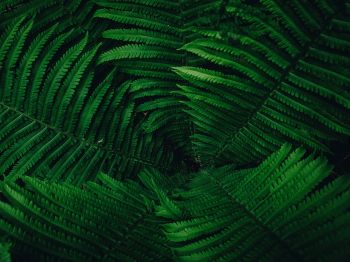 fern, green Wallpaper 800x600
