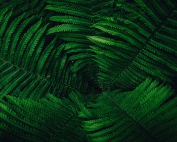 fern, green Wallpaper 1280x1024