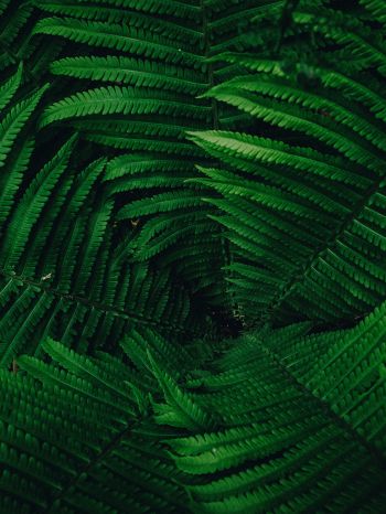 fern, green Wallpaper 1620x2160