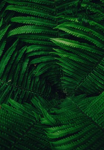 fern, green Wallpaper 1668x2388