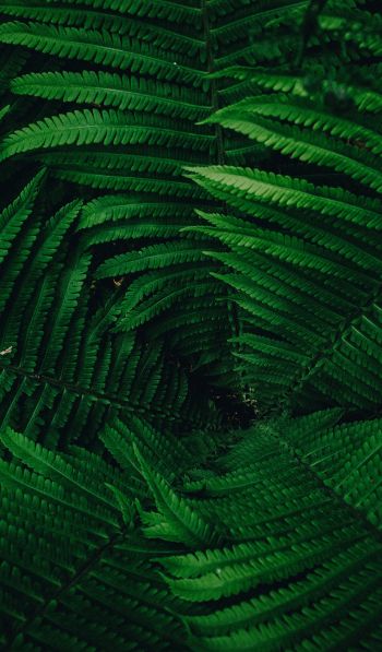 fern, green Wallpaper 600x1024