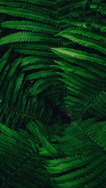 fern, green Wallpaper 640x1136