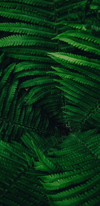 fern, green Wallpaper 1440x2960