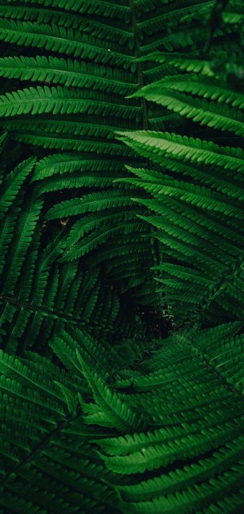 fern, green Wallpaper 1080x2280