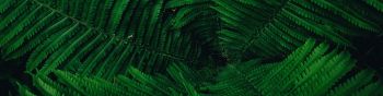 fern, green Wallpaper 1590x400