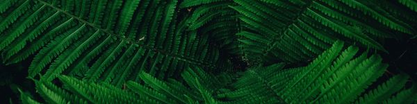fern, green Wallpaper 1590x400