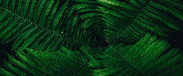 fern, green Wallpaper 3440x1440