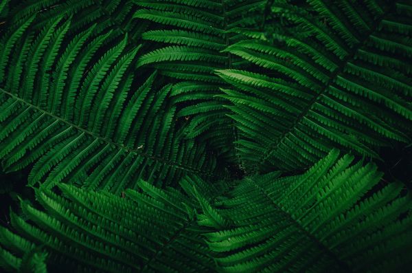 fern, green Wallpaper 4928x3264