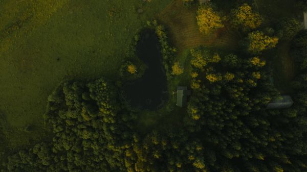 Latvia, forest Wallpaper 2560x1440