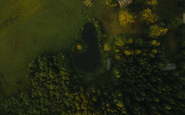 Latvia, forest Wallpaper 2560x1600