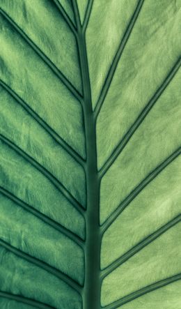 sheet, macro, green Wallpaper 600x1024