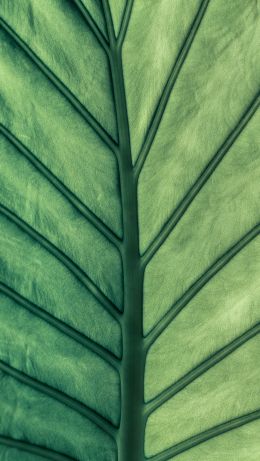 sheet, macro, green Wallpaper 640x1136
