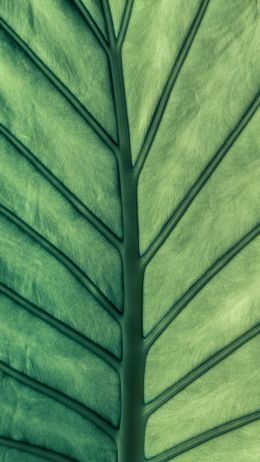 Обои 1440x2560 лист, макро, зеленый