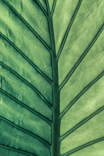 sheet, macro, green Wallpaper 640x960