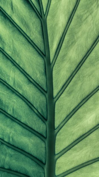 Обои 1440x2560 лист, макро, зеленый
