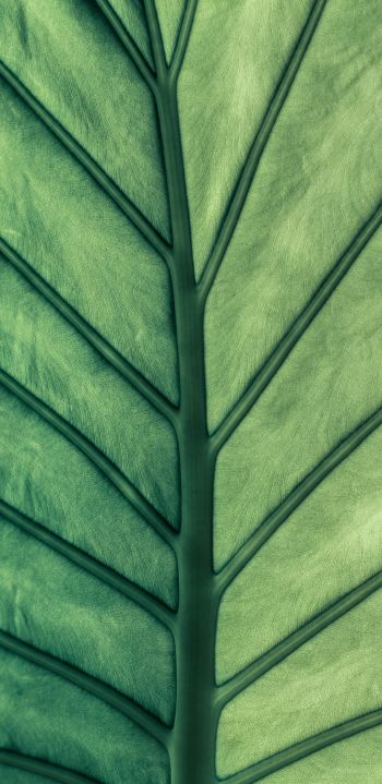 Обои 1440x2960 лист, макро, зеленый