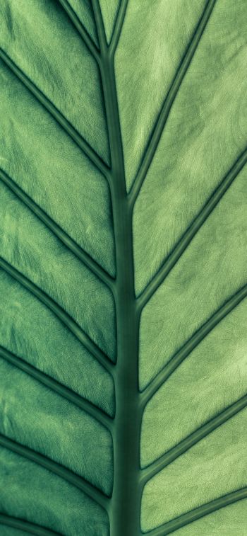 Обои 828x1792 лист, макро, зеленый