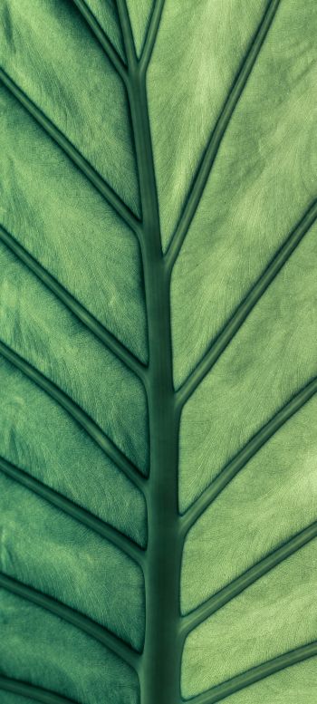 sheet, macro, green Wallpaper 720x1600