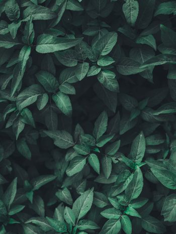 leaves, green Wallpaper 2048x2732