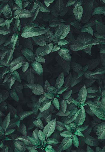 leaves, green Wallpaper 1640x2360