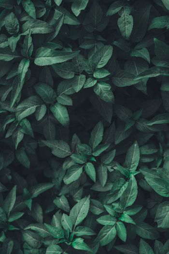 leaves, green Wallpaper 640x960