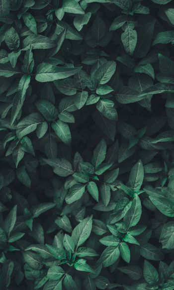 leaves, green Wallpaper 1200x2000