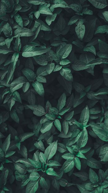 leaves, green Wallpaper 640x1136