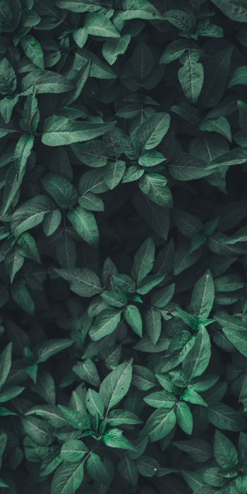 leaves, green Wallpaper 720x1440