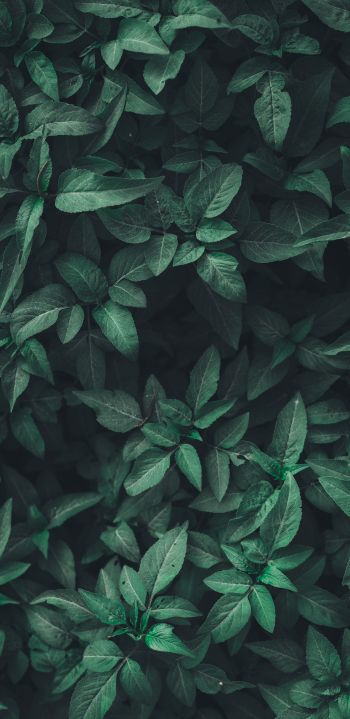 leaves, green Wallpaper 1080x2220