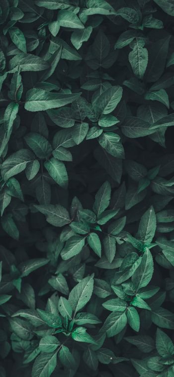 leaves, green Wallpaper 1284x2778