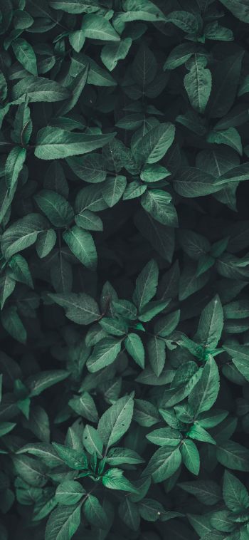 leaves, green Wallpaper 1080x2340