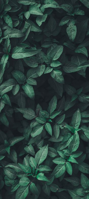 leaves, green Wallpaper 720x1600