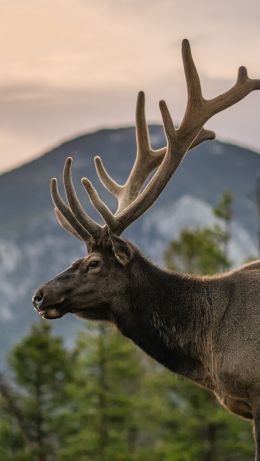 moose, horn, Rocky Mountain National Park Wallpaper 640x1136